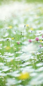 Plants,Flowers