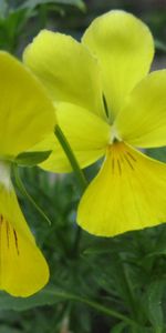 Plants,Flowers