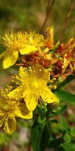 Plants,Flowers