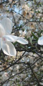 Plants,Flowers