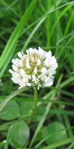 Plants,Flowers