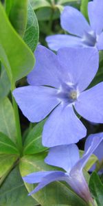 Plants,Flowers