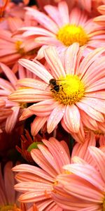 Plants,Flowers