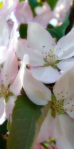 Plantas,Flores