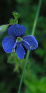 Plantas,Flores