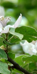 Plantas,Flores