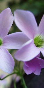 Plants,Flowers