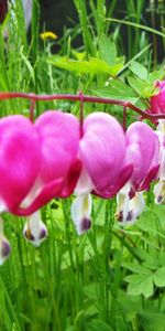 Plants,Flowers