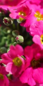 Plants,Flowers