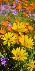 Plants,Flowers