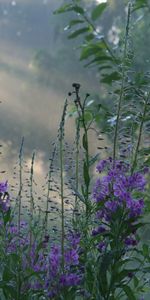 Plants,Flowers