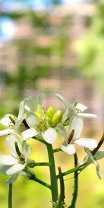 Plantas,Flores