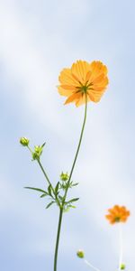 Plants,Flowers