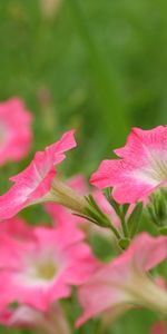 Plants,Flowers