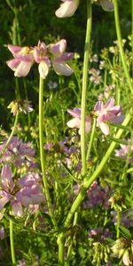 Fleurs,Plantes