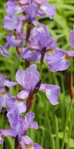 Plants,Flowers