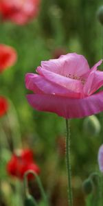 Plants,Flowers