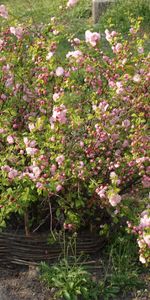 Plantas,Flores