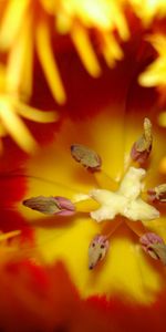 Plants,Flowers