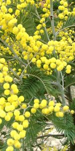 Plants,Flowers