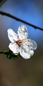 Plantes,Fleurs