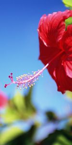 Plantas,Flores