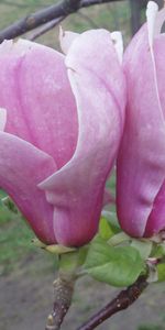 Plants,Flowers