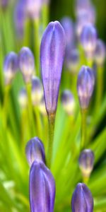 Plantas,Flores