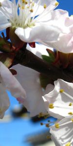 Plants,Flowers