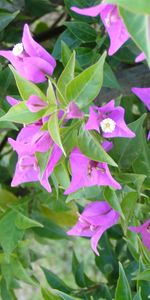 Plants,Flowers