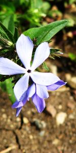 Plantas,Flores