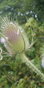 Plantas,Flores