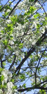 Plants,Flowers