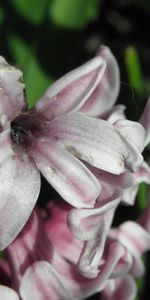 Plants,Flowers