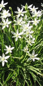 Plants,Flowers