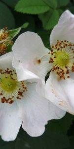 Plants,Flowers