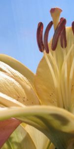 Plants,Flowers