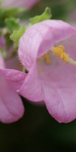 Plants,Flowers