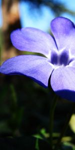 Flores,Plantas