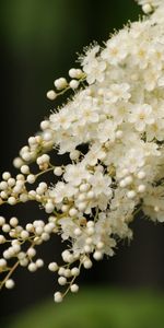 Plants,Flowers