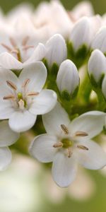 Plants,Flowers