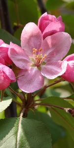 Plants,Flowers