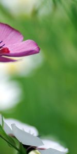 Plants,Flowers