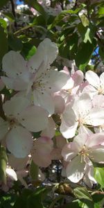 Plants,Flowers