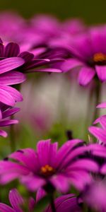 Plants,Flowers