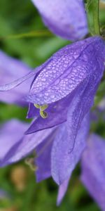 Plantas,Flores