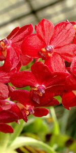 Plants,Flowers