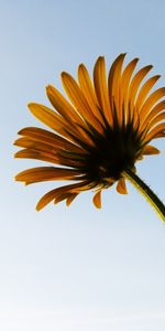 Plants,Flowers