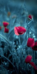 Plants,Flowers,Art Photo,Poppies