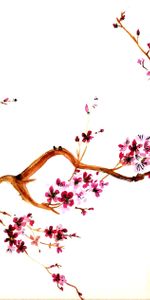 Asie,Sakura,Plantes,Fleurs,Dessins